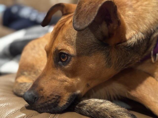 Enlarge Cody, a Adoptable mixed breed in Amherst, NY image 5/6