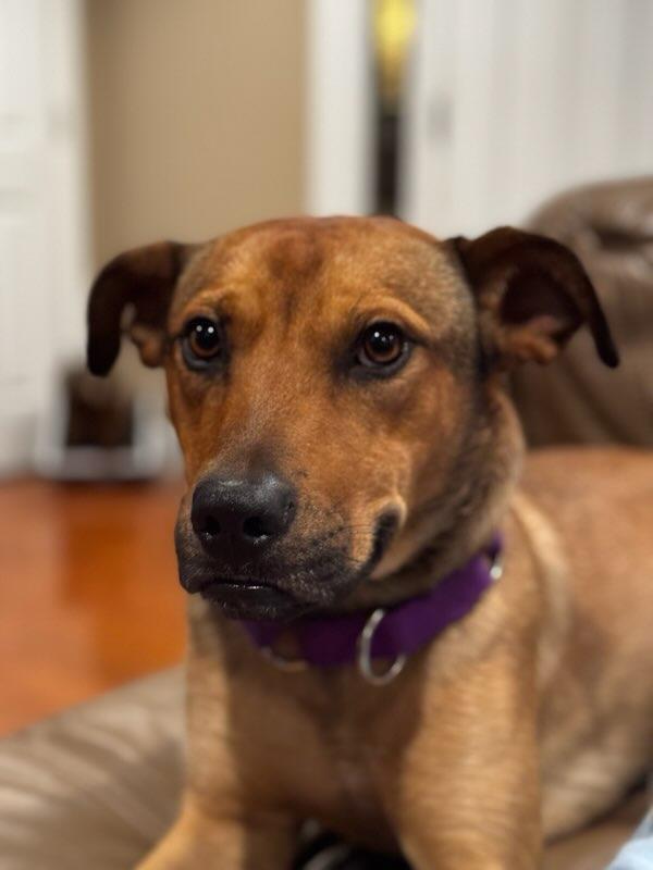 Enlarge Cody, a Adoptable mixed breed in Amherst, NY image 6/6
