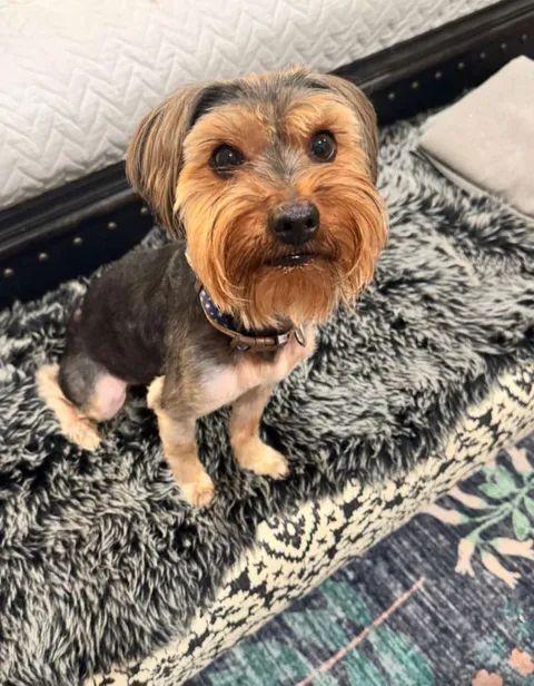Toto, a Adoptable mixed breed in Houston, TX image 1/6