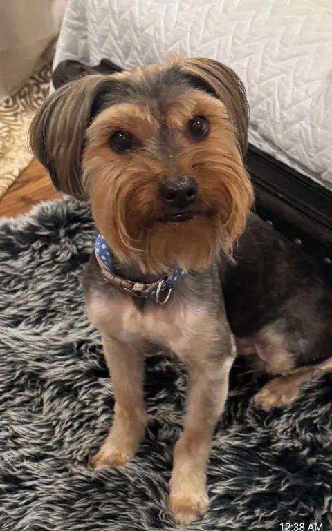 Toto, a Adoptable mixed breed in Houston, TX image 2/6