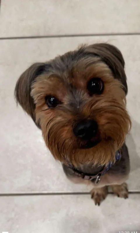 Toto, a Adoptable mixed breed in Houston, TX image 3/6