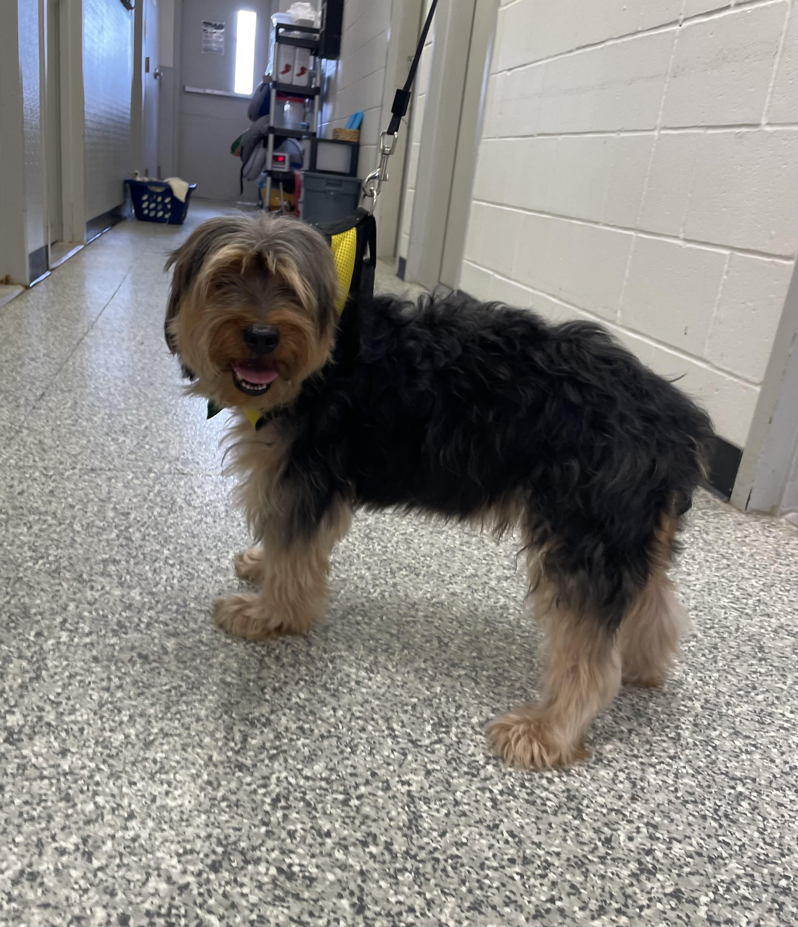 Toto, a Adoptable mixed breed in Houston, TX image 4/6