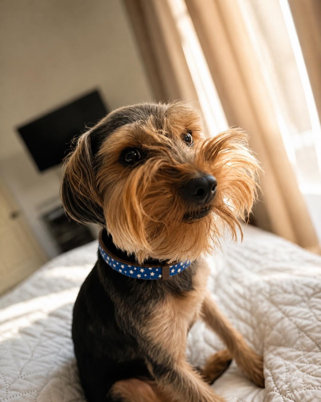 Toto, a Adoptable mixed breed in Houston, TX image 6/6