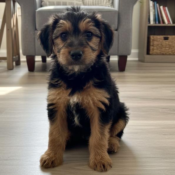 Enlarge Lottie, a Adopted Terrier in Pittsfield, IL image 1/1