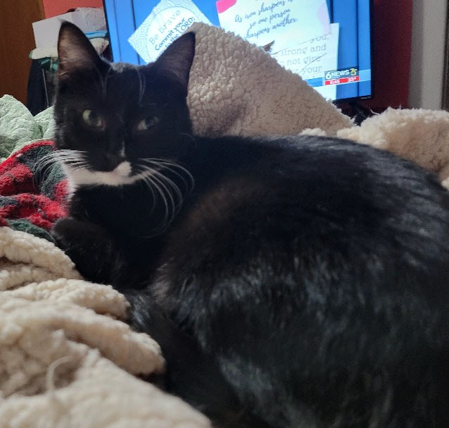 Gael, a Adoptable mixed breed in Omaha, NE image 1/11