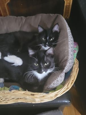 Gael, a Adoptable mixed breed in Omaha, NE image 2/11