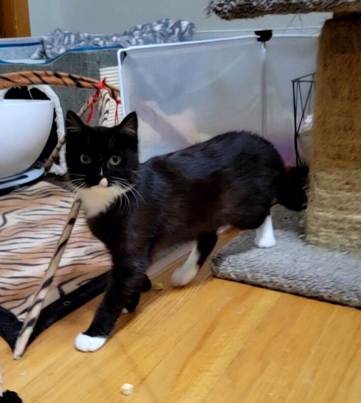 Gael, a Adoptable mixed breed in Omaha, NE image 3/11