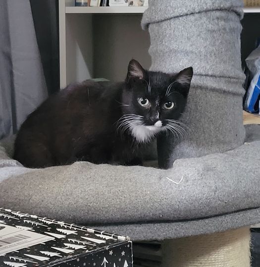 Gael, Adoptable, Adult Female Domestic Long Hair & Tuxedo.