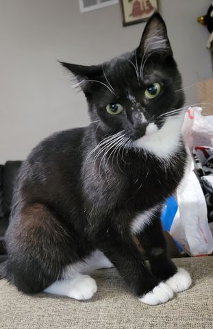 Gael, Adoptable, Adult Female Domestic Long Hair & Tuxedo.