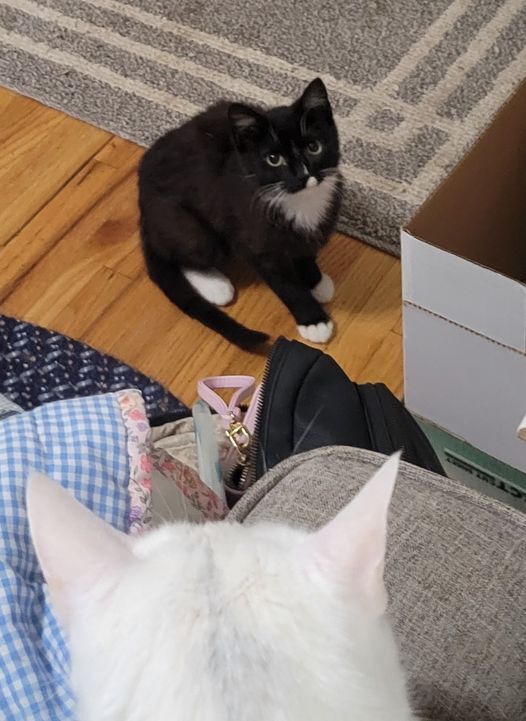 Gael, a Adoptable mixed breed in Omaha, NE image 6/11