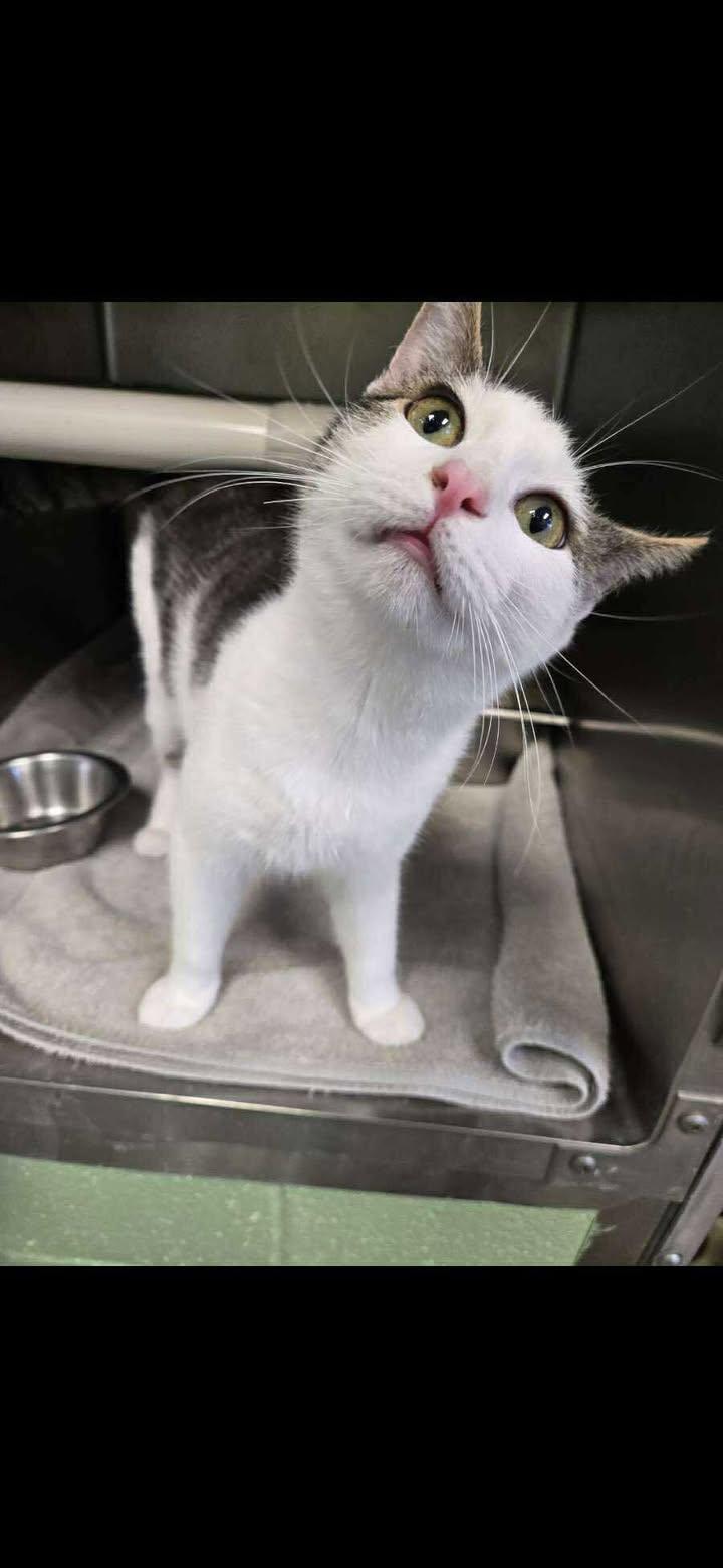 Enlarge AJ, a Adoptable Domestic Short Hair in Amherst, VA image 1/1