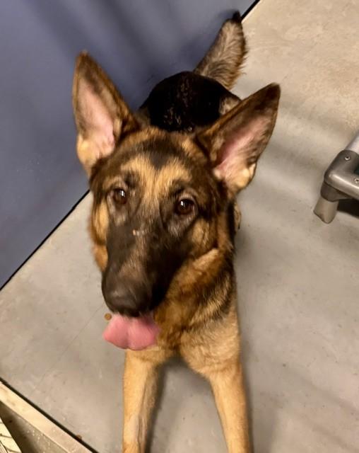 Enlarge MISSY MISS, a Adoptable German Shepherd Dog in South Lake Tahoe, CA image 1/1