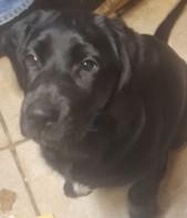 Angel, an adoptable Black Labrador Retriever in Lead, SD, 57754 | Photo Image 1