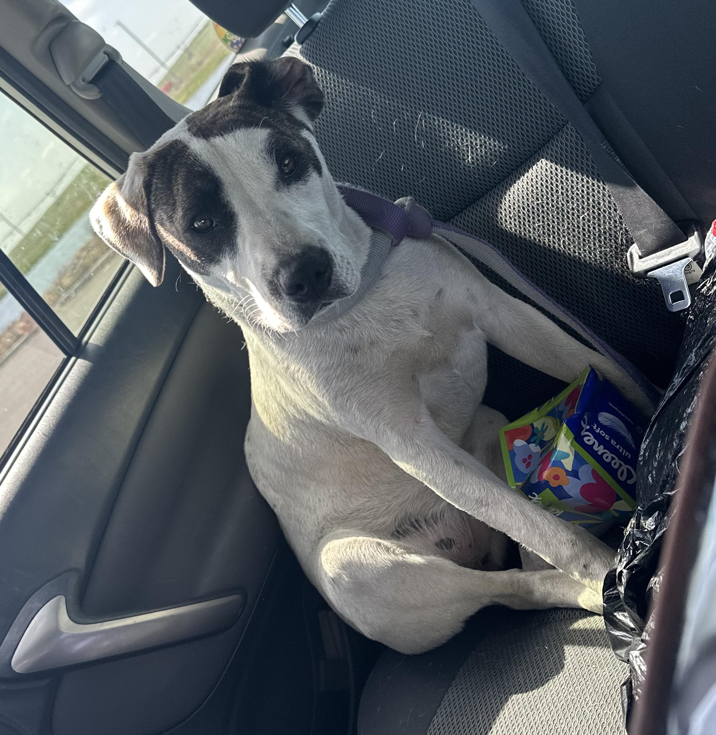Enlarge Boo, a Adoptable Pit Bull Terrier in Atwater, CA image 6/6