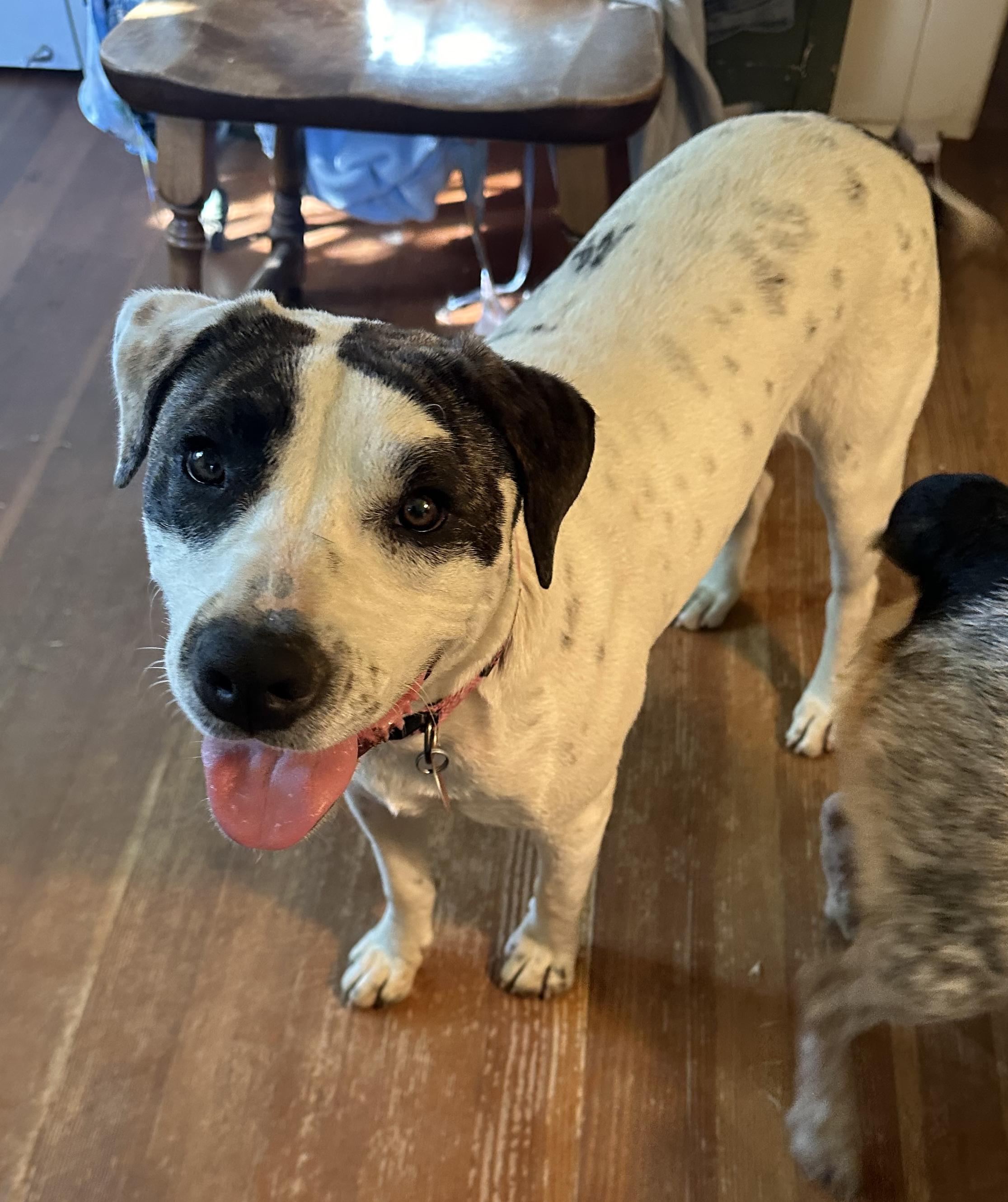 Enlarge Boo, a Adoptable Pit Bull Terrier in Atwater, CA image 3/6