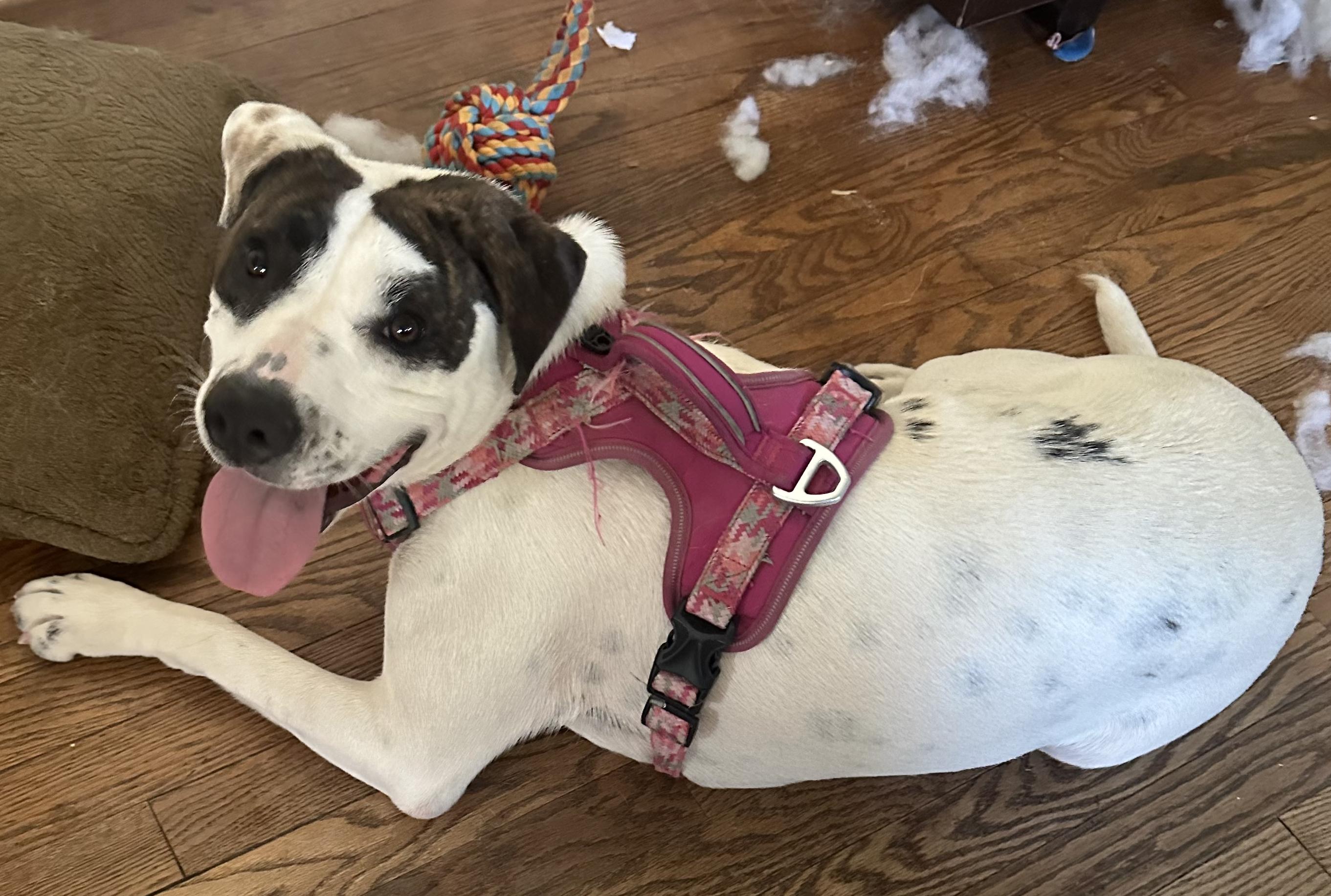 Enlarge Boo, a Adoptable Pit Bull Terrier in Atwater, CA image 2/6