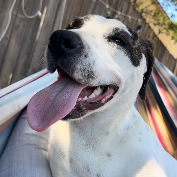 Enlarge Boo, a Adoptable Pit Bull Terrier in Atwater, CA image 1/6