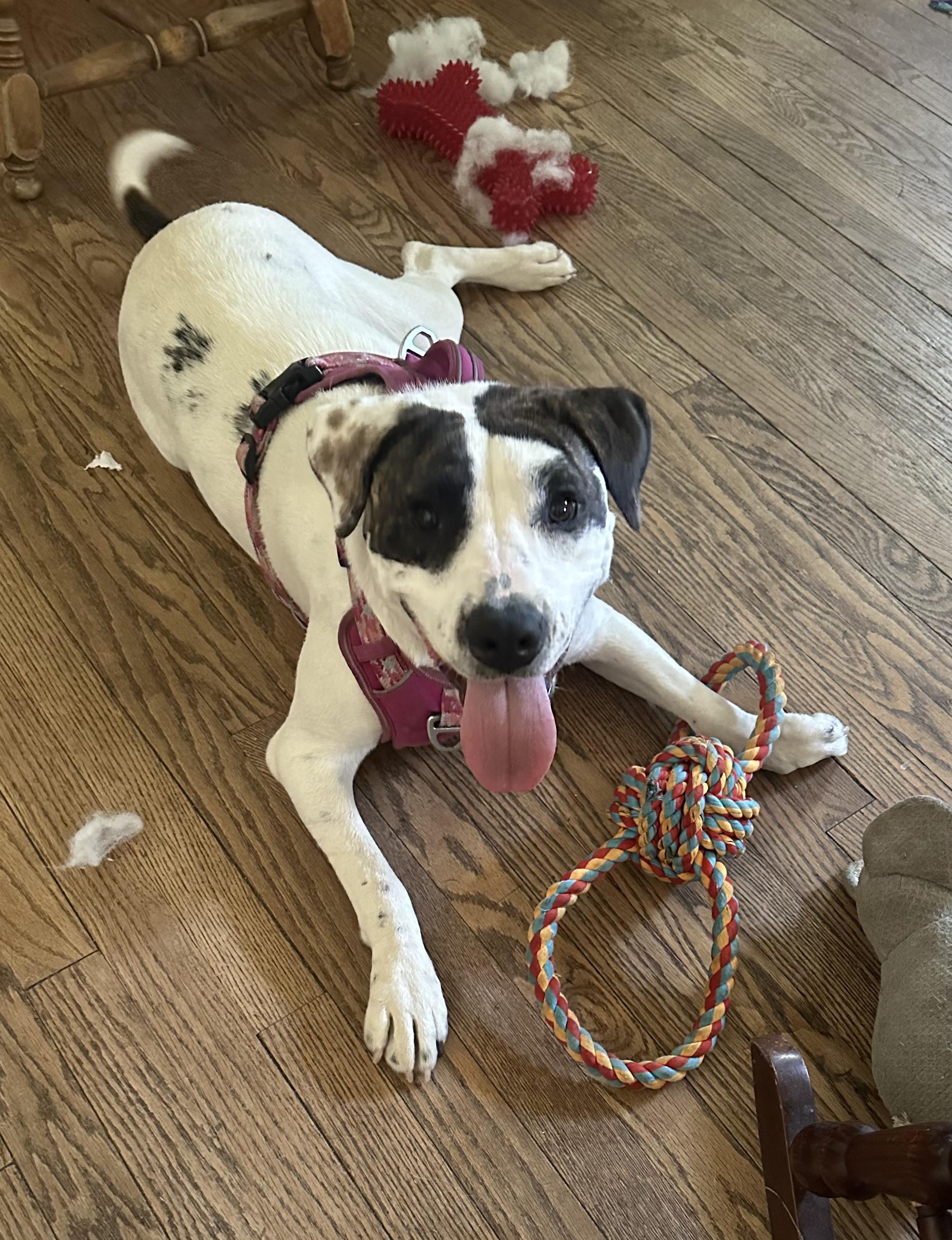 Enlarge Boo, a Adoptable Pit Bull Terrier in Atwater, CA image 4/6
