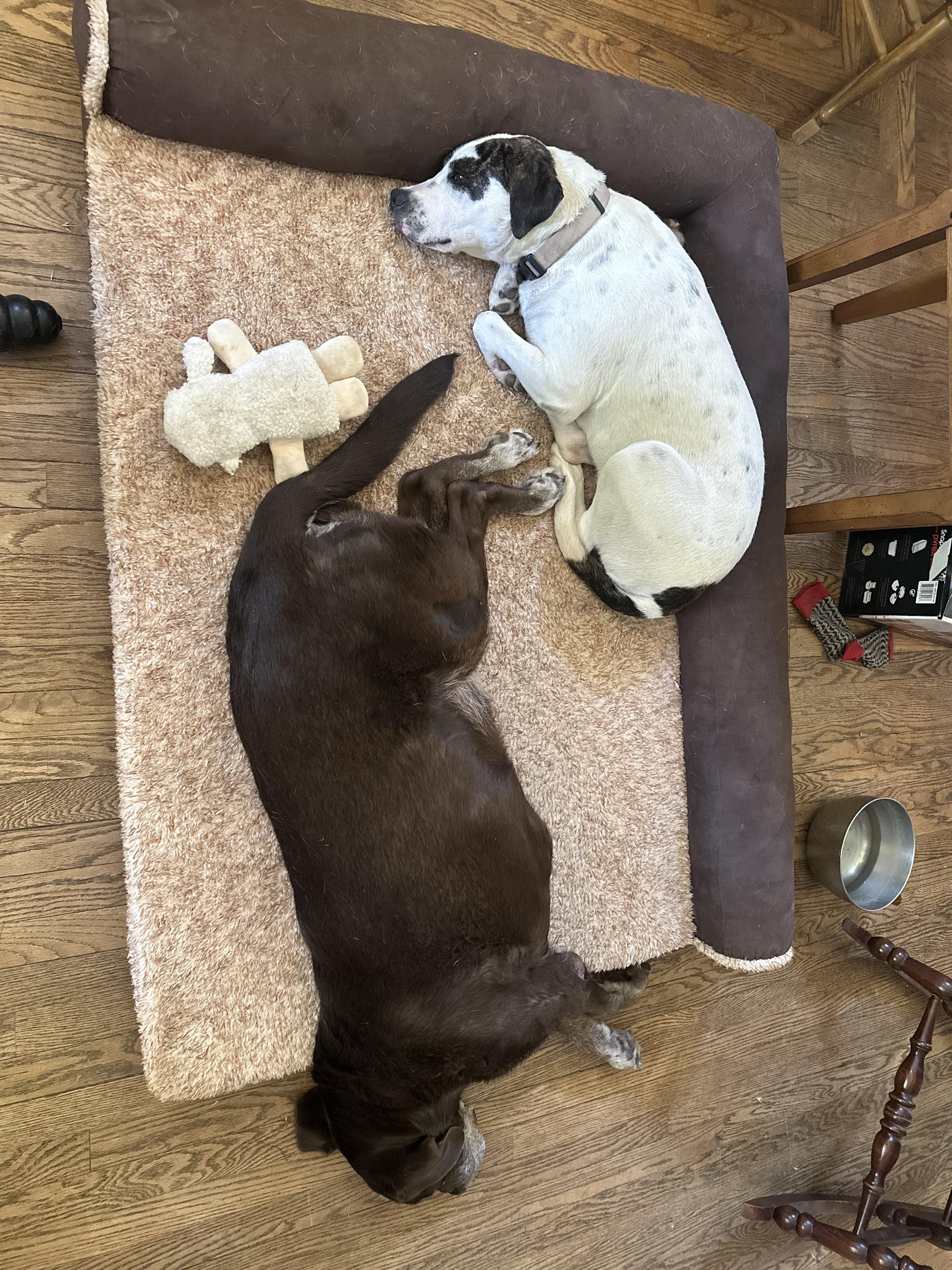 Enlarge Boo, a Adoptable Pit Bull Terrier in Atwater, CA image 5/6