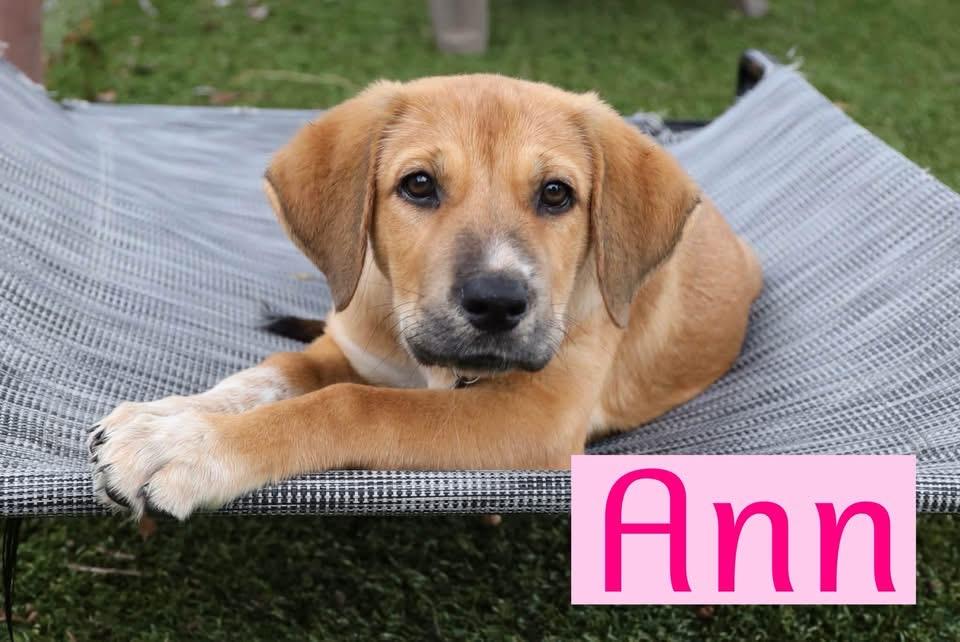 Ann, Adoptable, Puppy Female Hound.
