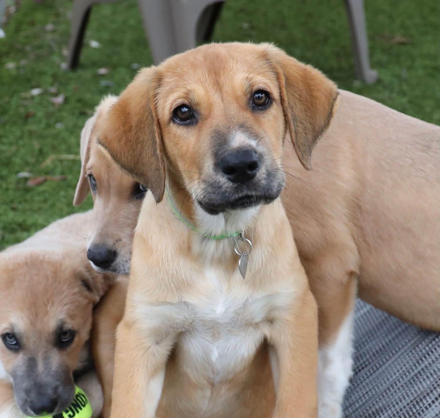 Enlarge Ann, a Adopted mixed breed in Southlake, TX image 3/3