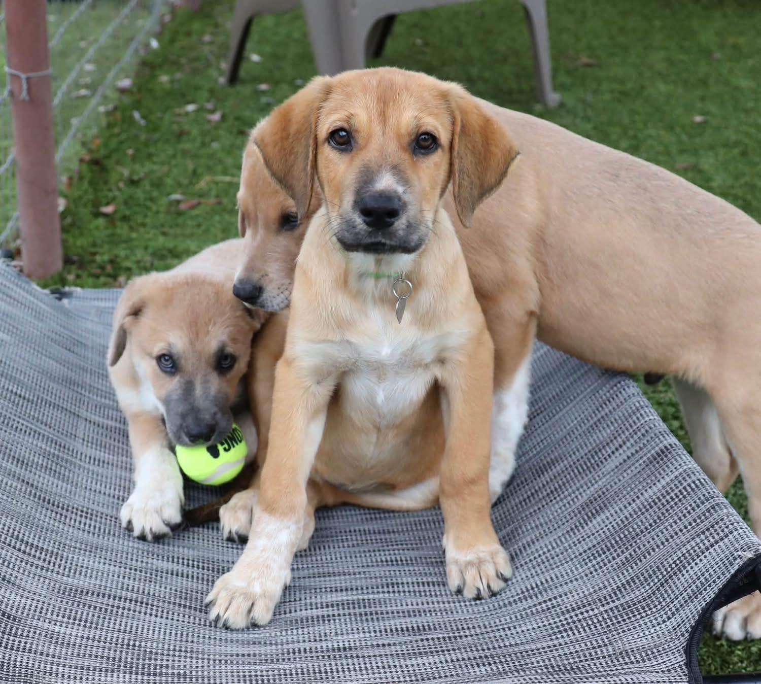 Enlarge Ann, a Adopted mixed breed in Southlake, TX image 2/3