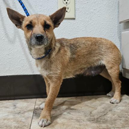 Enlarge Capy, a Adoptable mixed breed in Fort Collins, CO image 1/6