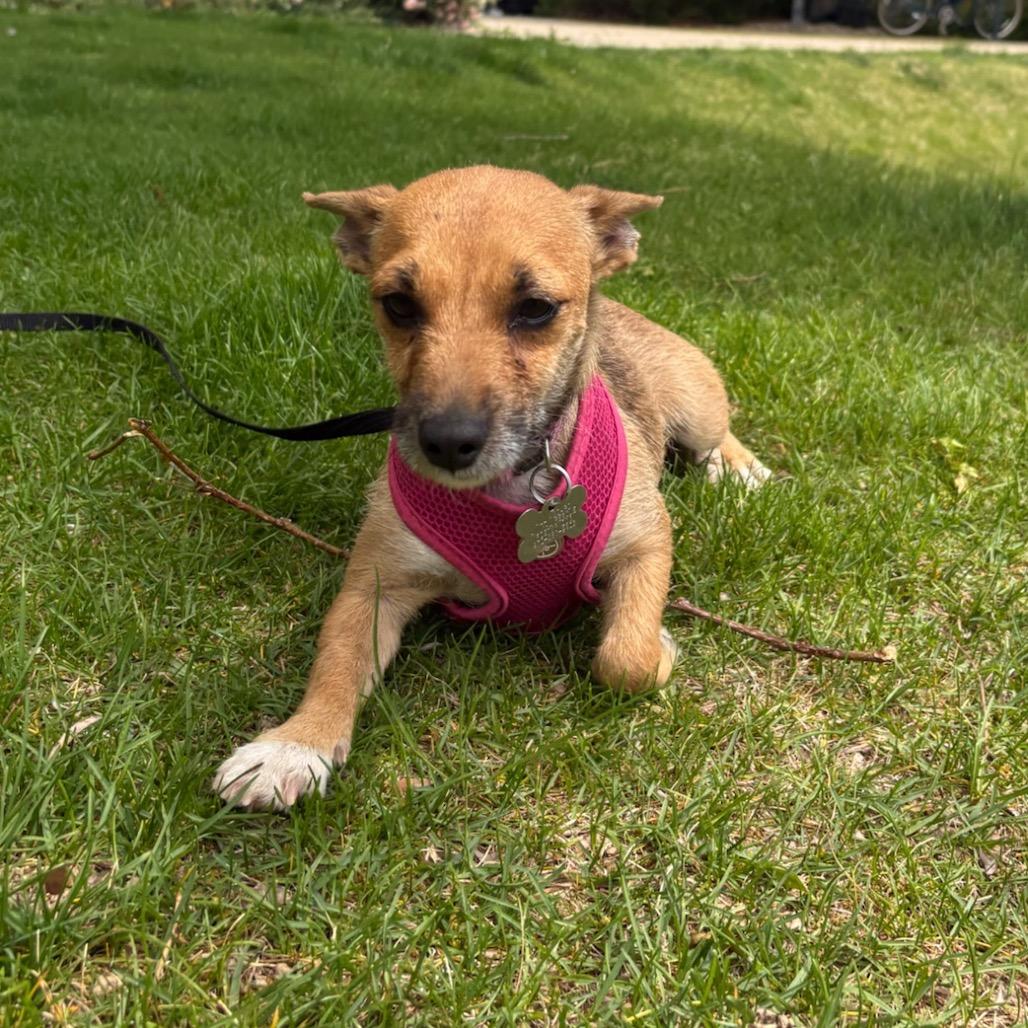 Enlarge Capy, a Adoptable mixed breed in Fort Collins, CO image 2/6