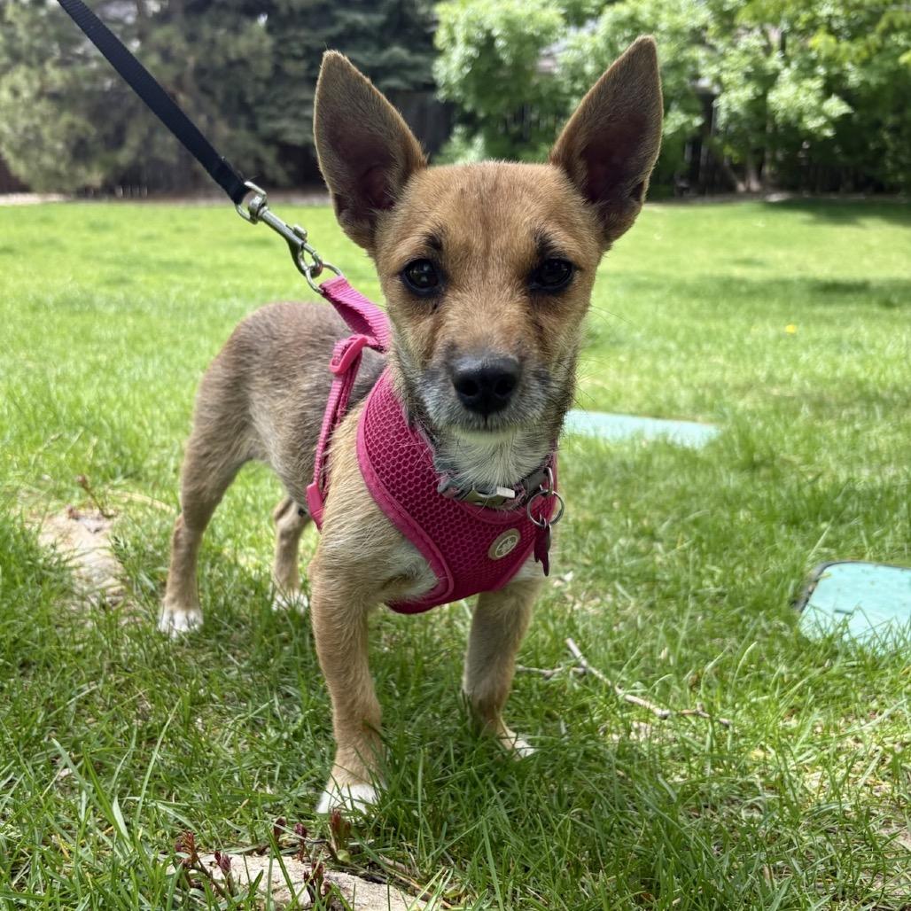 Enlarge Capy, a Adoptable mixed breed in Fort Collins, CO image 3/6