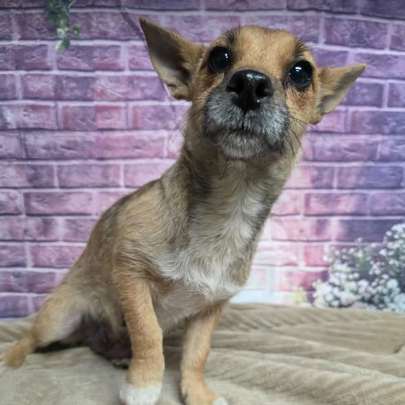 Enlarge Capy, a Adoptable mixed breed in Fort Collins, CO image 4/6