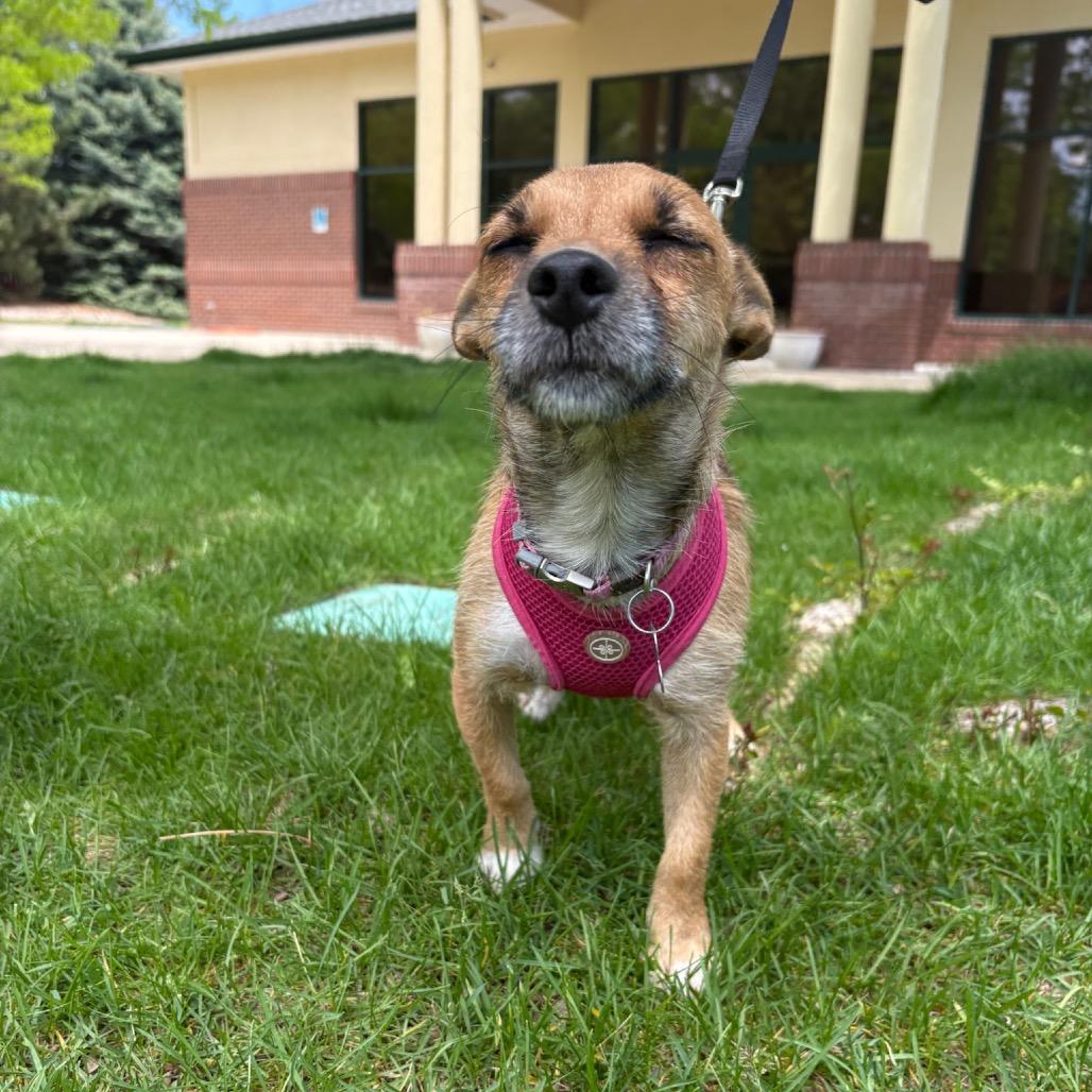 Enlarge Capy, a Adoptable mixed breed in Fort Collins, CO image 5/6