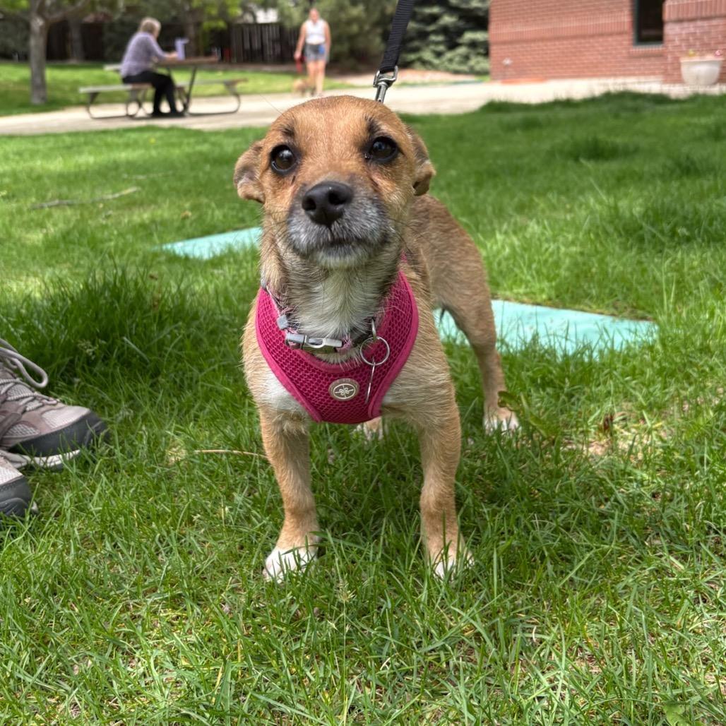 Enlarge Capy, a Adoptable mixed breed in Fort Collins, CO image 6/6