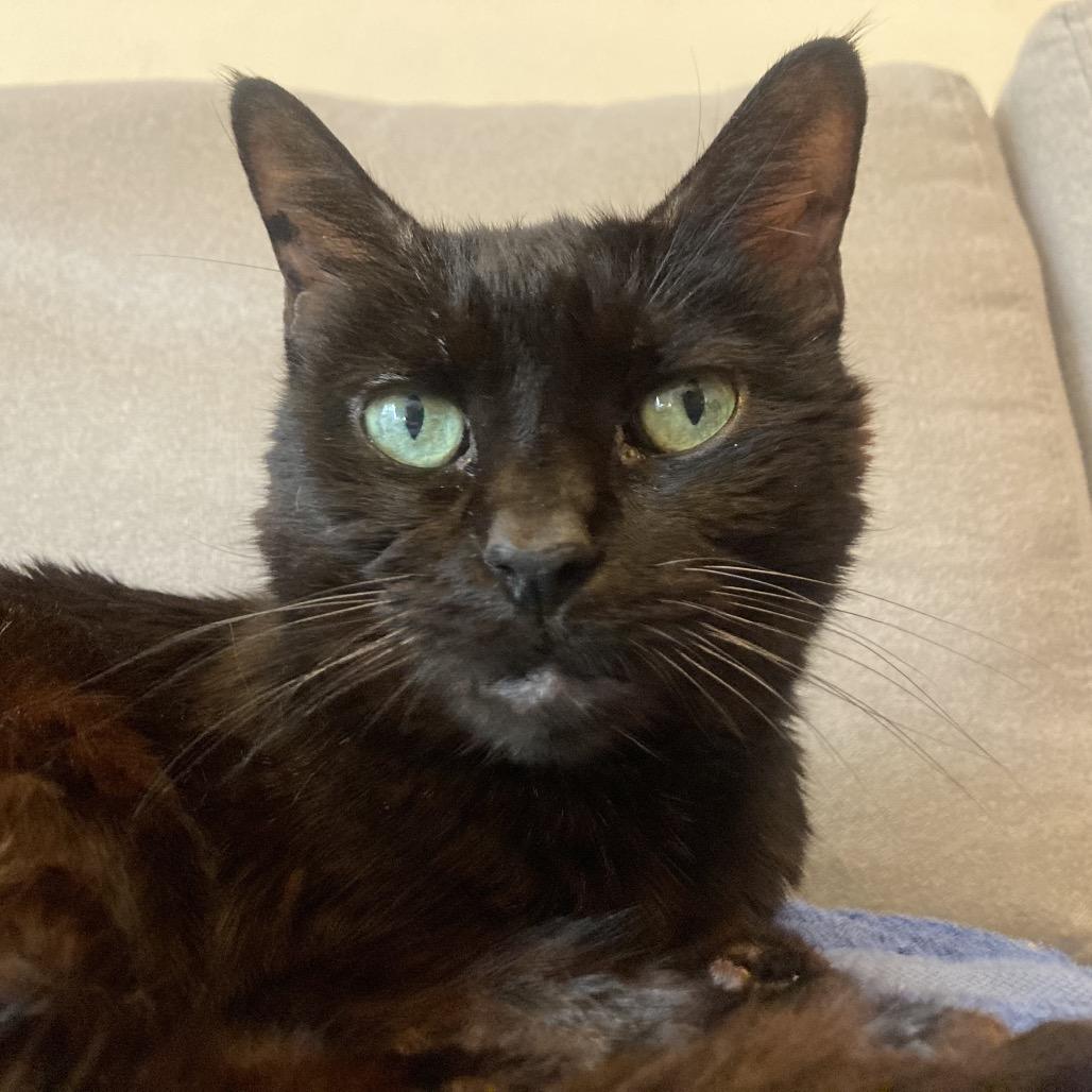 Jade, Adoptable, Senior Female Domestic Short Hair.