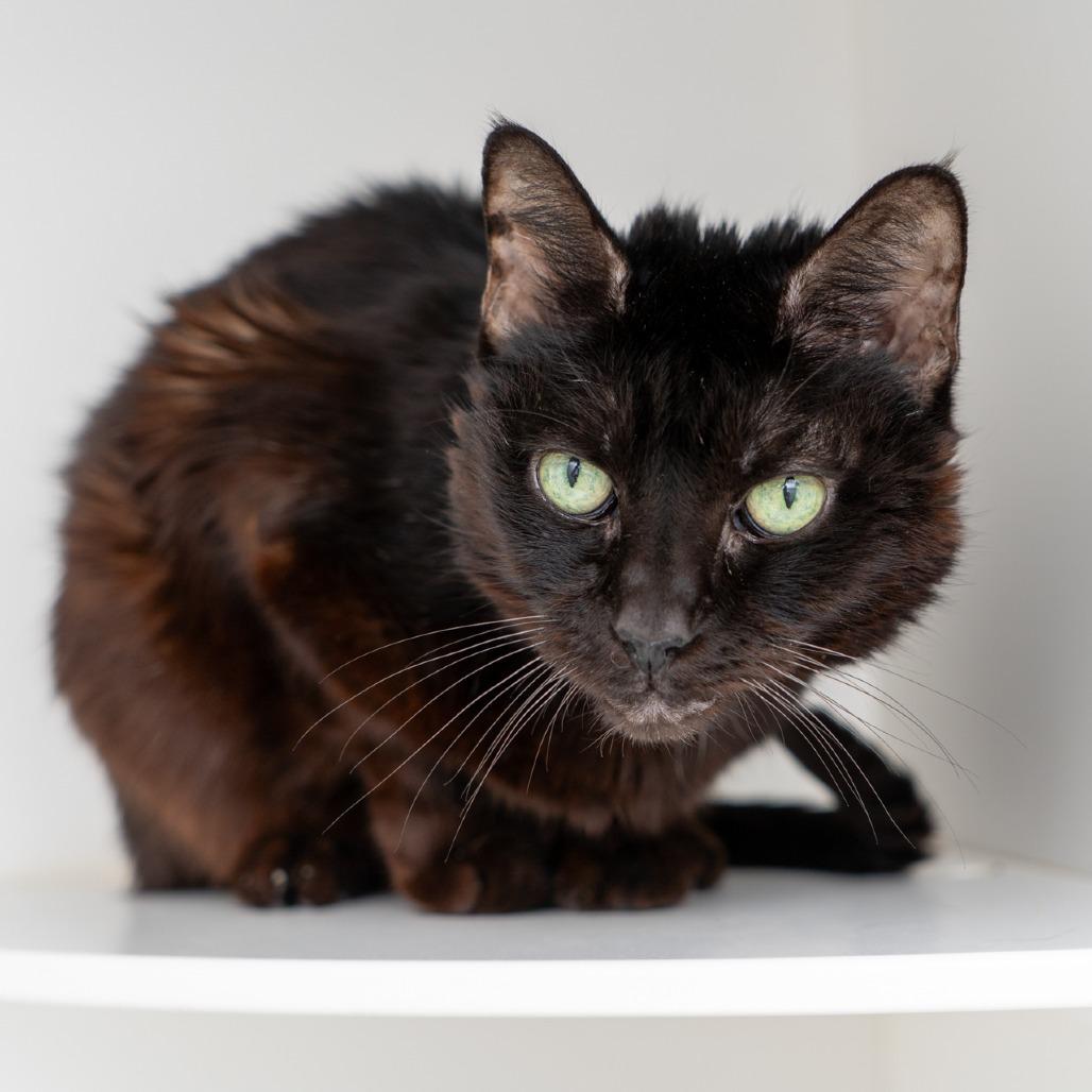 Jade, a Adoptable Domestic Short Hair in New York, NY image 1/2