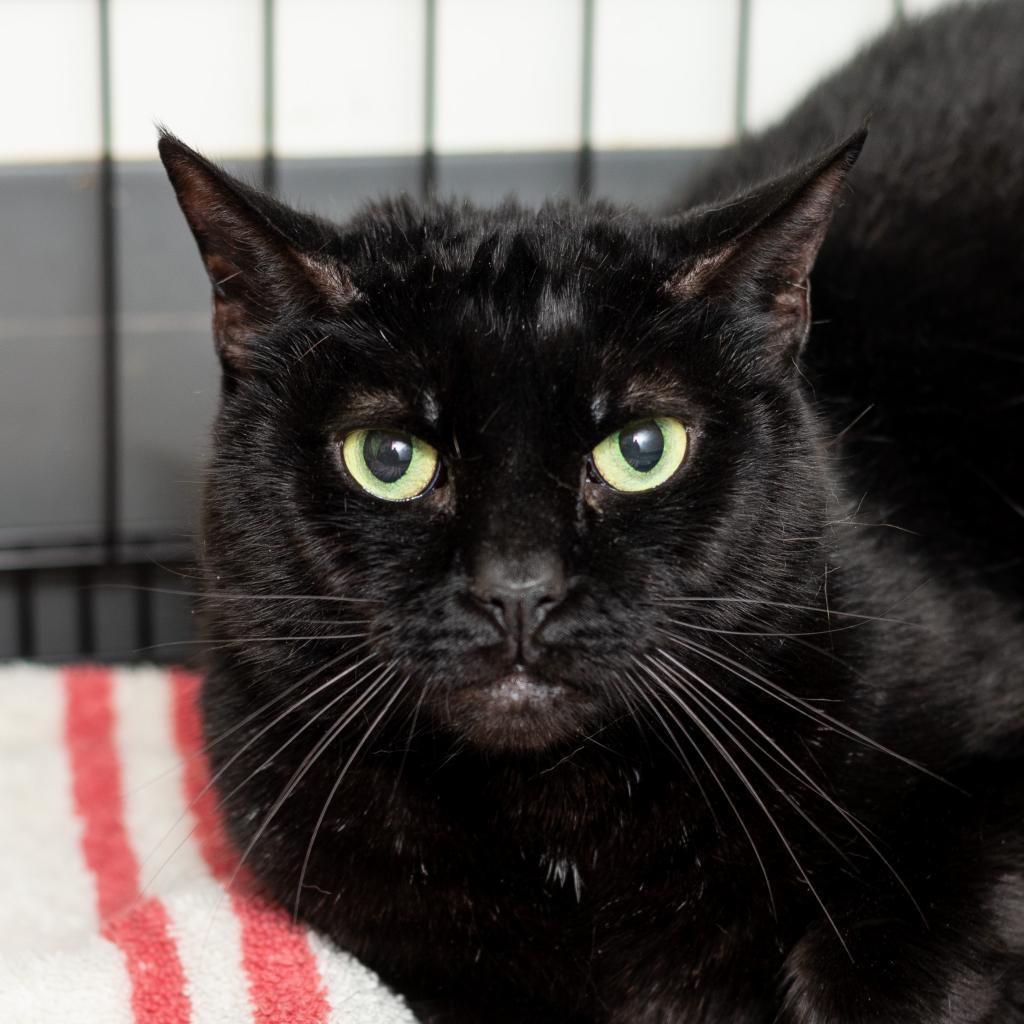 Jade, a Adoptable Domestic Short Hair in New York, NY image 2/2