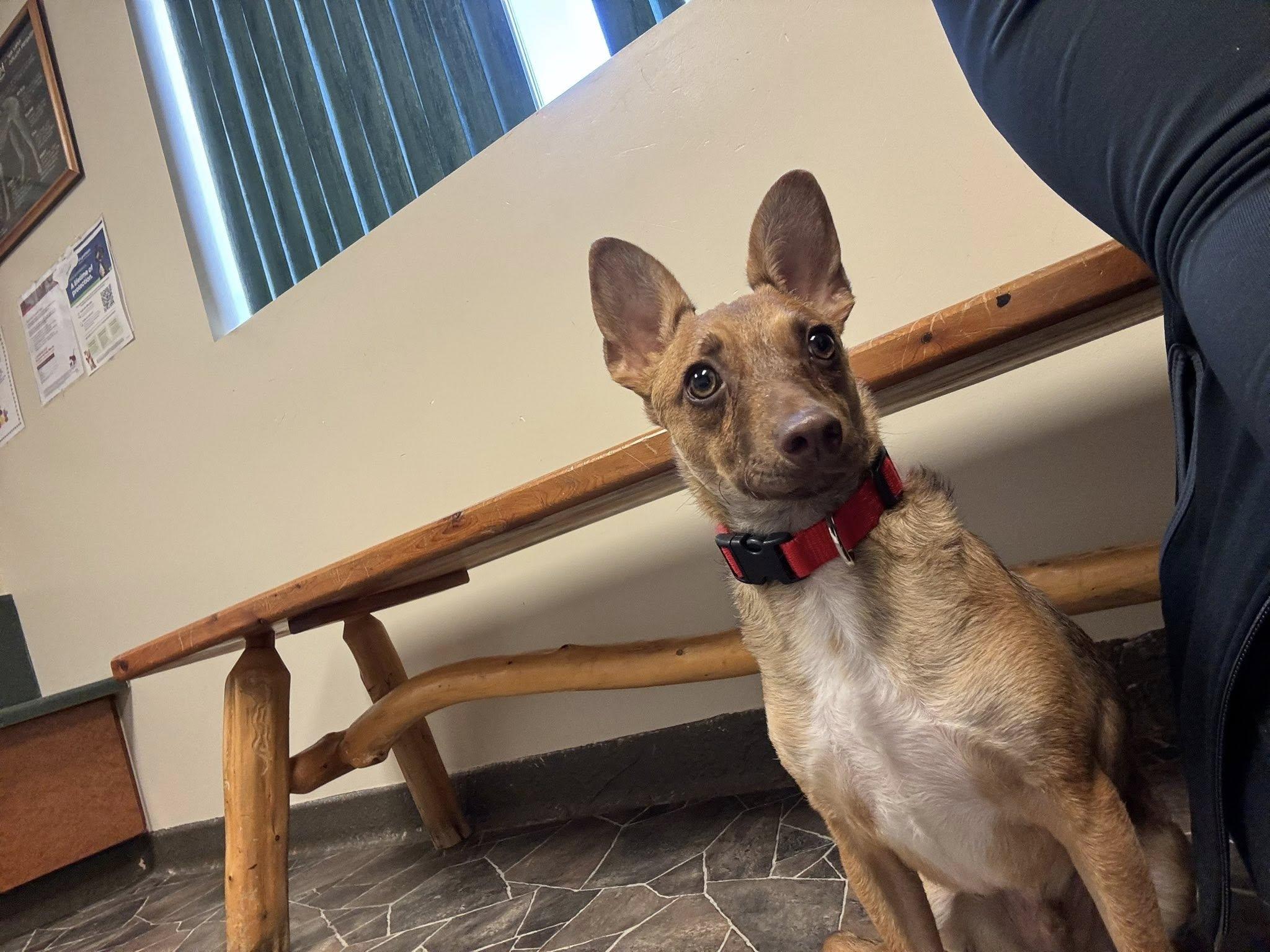 Wybie, a Adoptable mixed breed in Sterling Heights, MI image 6/6