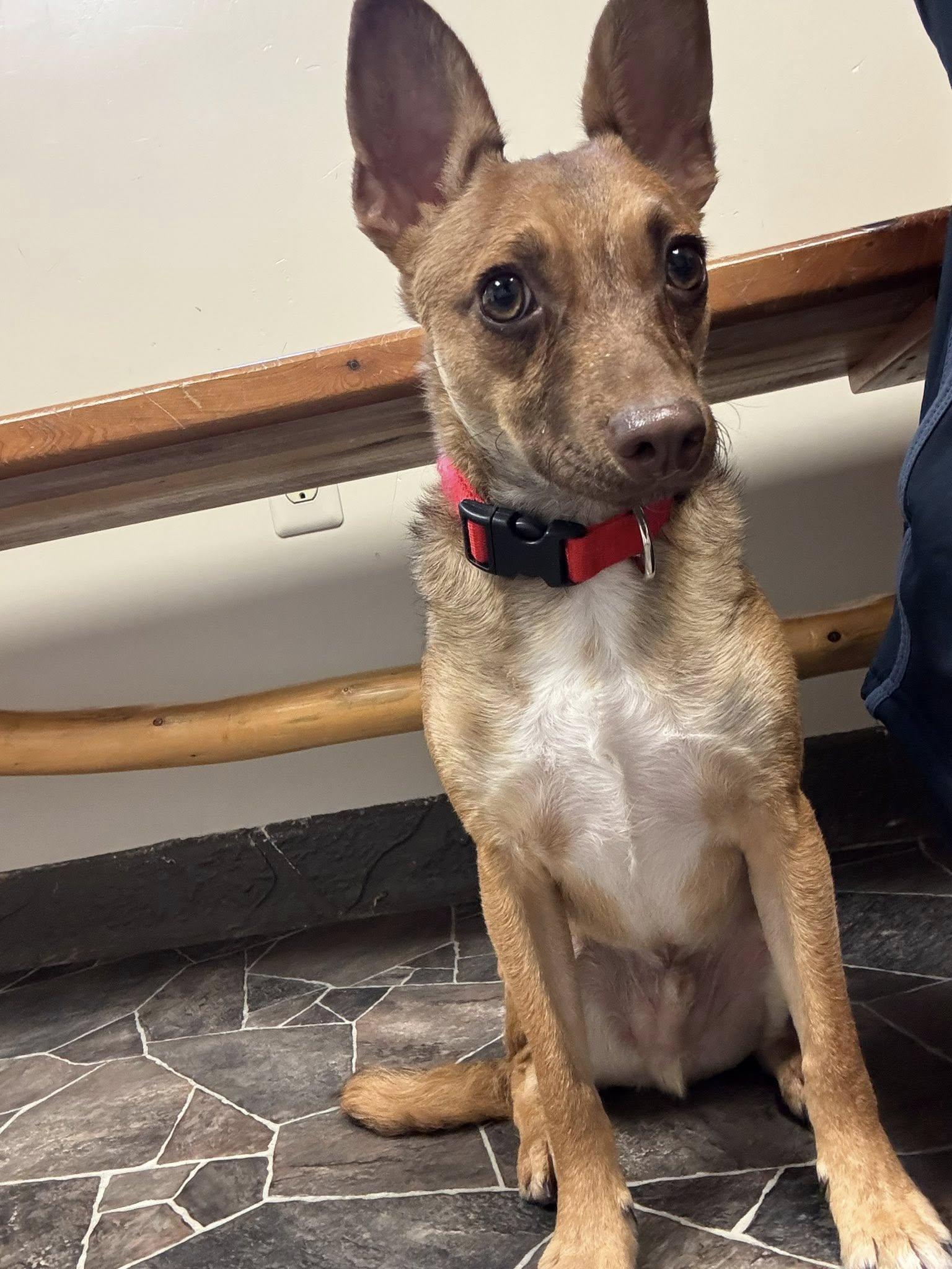 Wybie, a Adoptable mixed breed in Sterling Heights, MI image 3/6