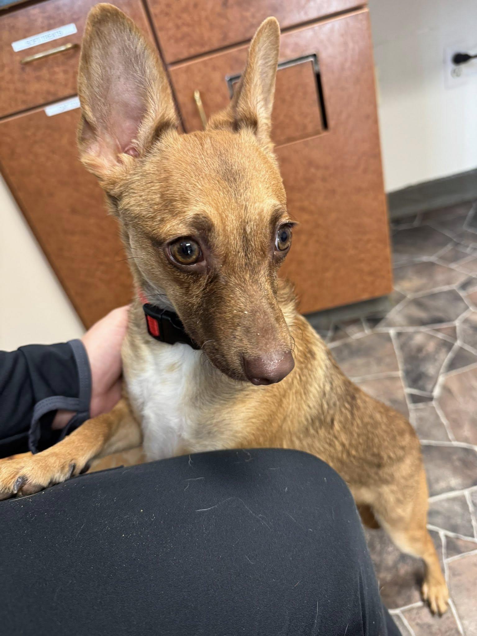 Wybie, a Adoptable mixed breed in Sterling Heights, MI image 5/6