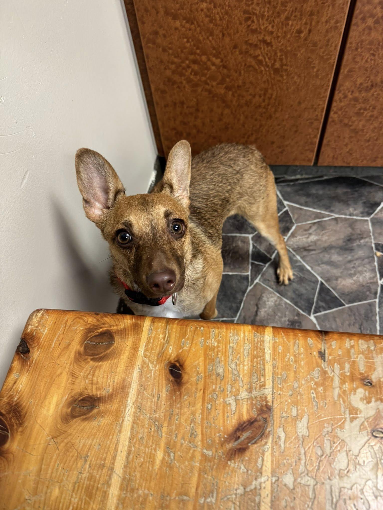 Wybie, a Adoptable mixed breed in Sterling Heights, MI image 4/6