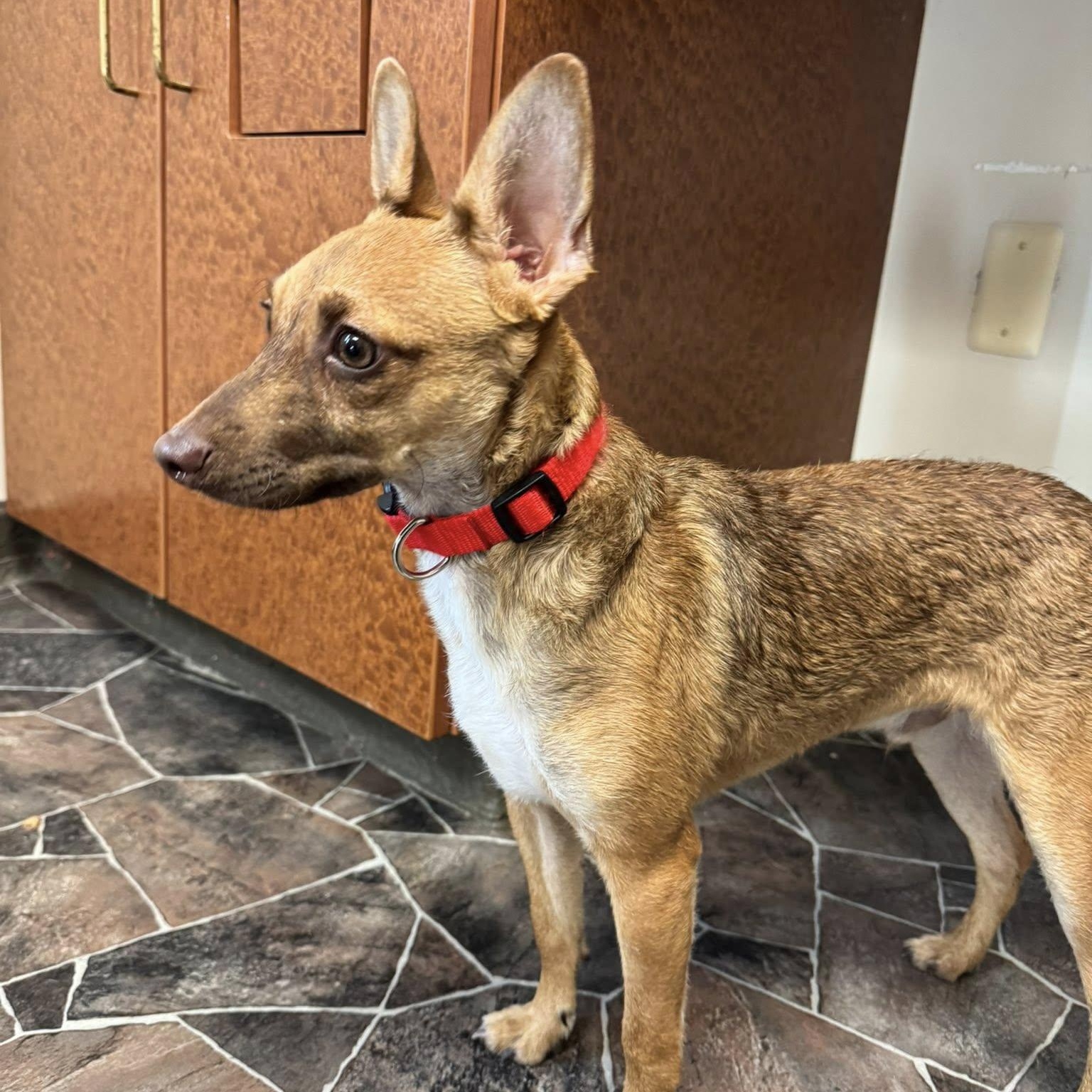 Wybie, a Adoptable mixed breed in Sterling Heights, MI image 2/6