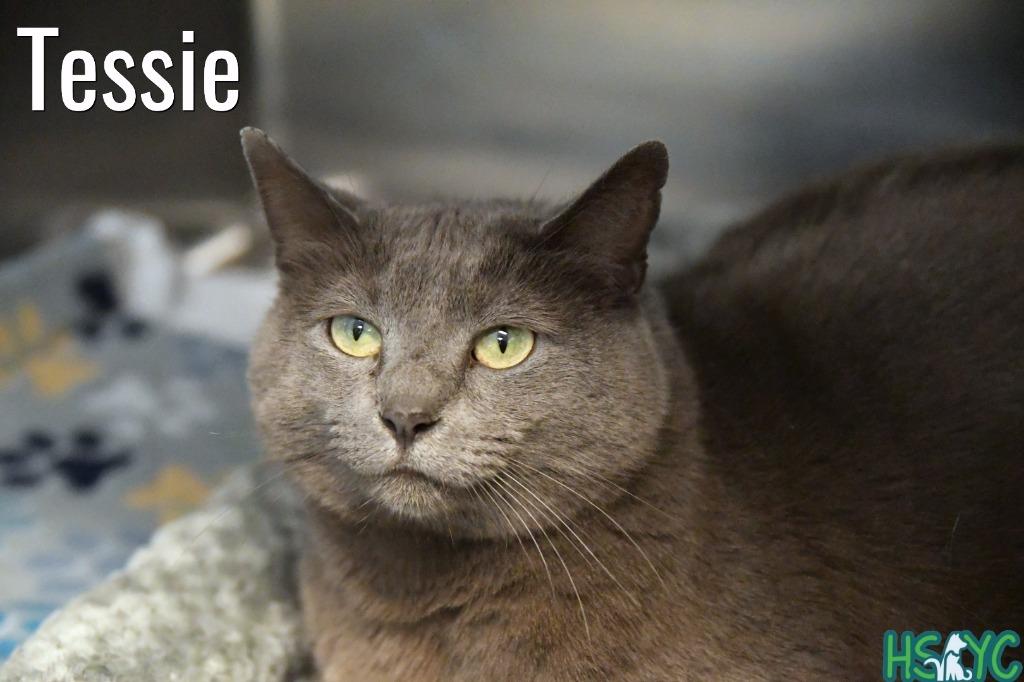 Tessie, a Adoptable mixed breed in Fort Mill, SC image 1/6
