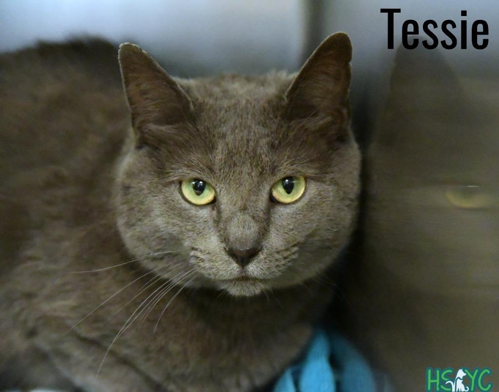Tessie, a Adoptable mixed breed in Fort Mill, SC image 2/6