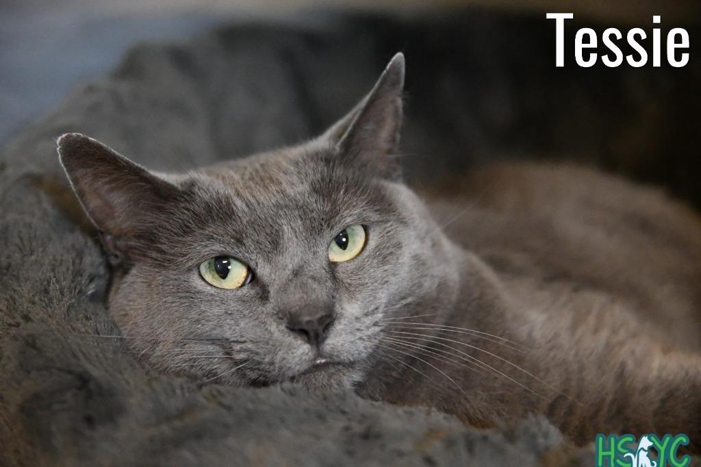 Tessie, a Adoptable mixed breed in Fort Mill, SC image 3/6