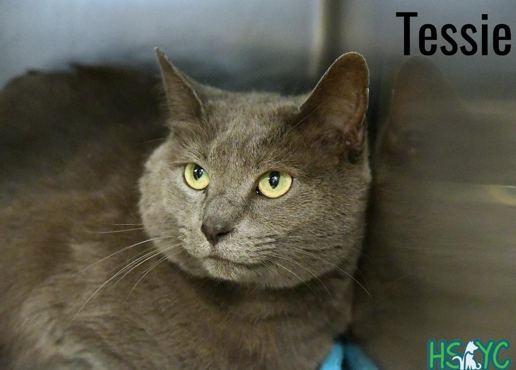 Tessie, a Adoptable mixed breed in Fort Mill, SC image 4/6