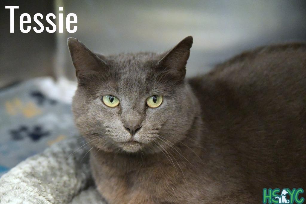 Tessie, a Adoptable mixed breed in Fort Mill, SC image 5/6