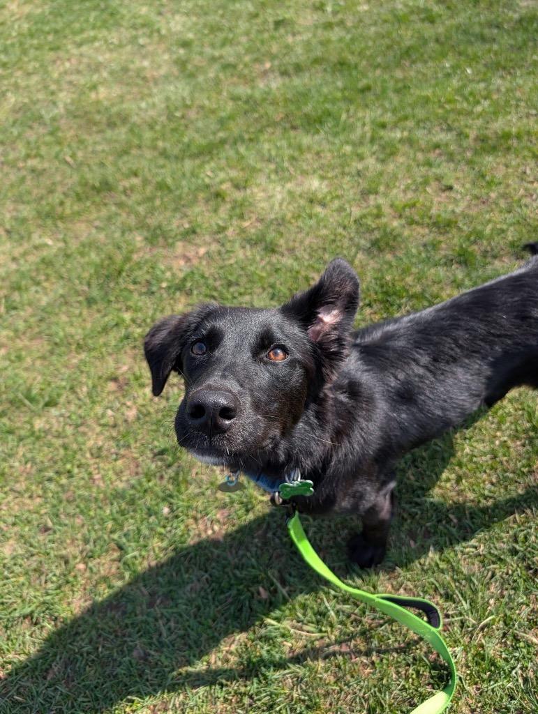 Prudence, a Adoptable mixed breed in North Syracuse, NY image 1/2