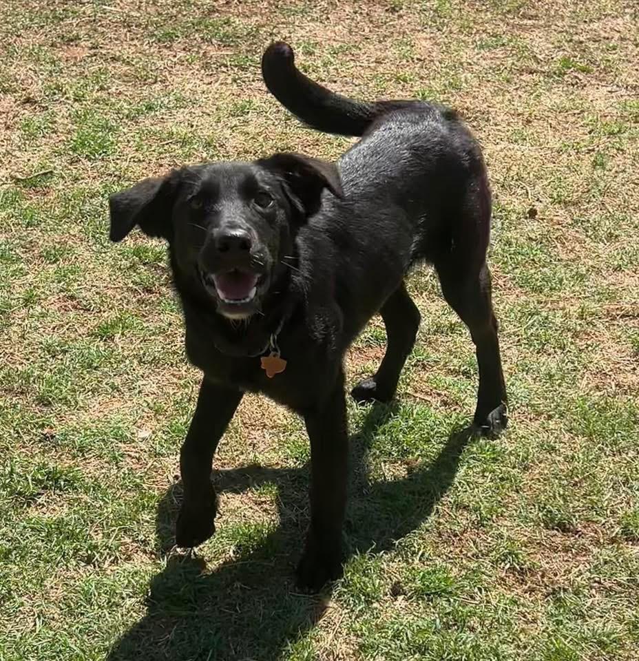 Prudence, a Adoptable mixed breed in North Syracuse, NY image 2/2