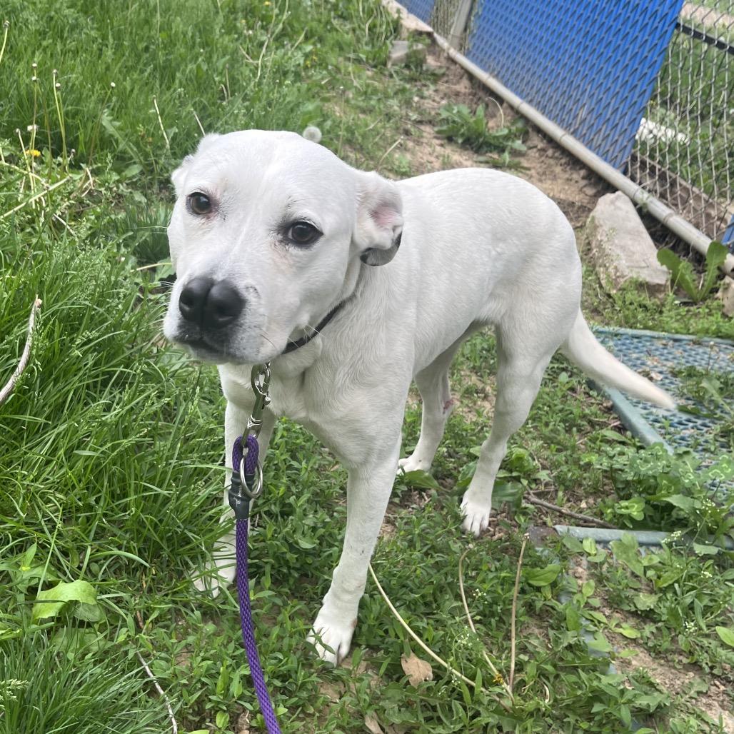 Sweet Pea, ADOPTABLE, Adult Female American Staffordshire Terrier.