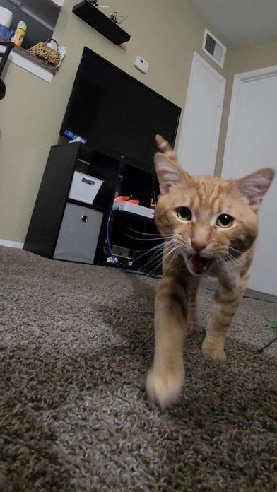 Panzas — thumbnail 3