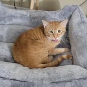 Panzas — thumbnail 5